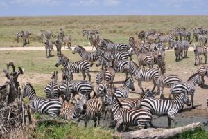 herd of zebra on grassland