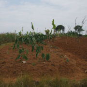 plants growing in red dirt