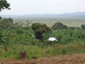 tin house roof amidst banana trees with wetlands in distance