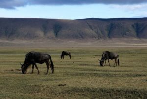 wildebeest grazing on flat grassland with crater edges in distance