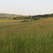grassy hillside