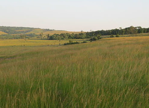 grassy hillside