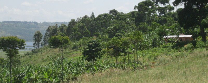 green hillside with grass and banana trees and lake in the background