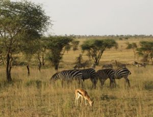 zebras and a gazelle grazing in shrubland