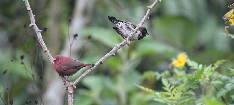 two birds on a branch