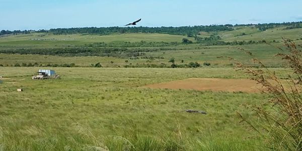 view across a grassy valley with trees on the opposite hillside and a large bird soaring