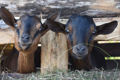 two young goats peering out from their pen