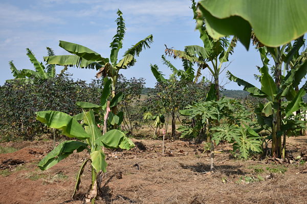 garden with banana and papaya trees