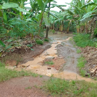 muddy path with running water and banana trees