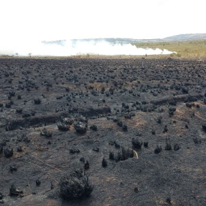 black, charred grass stubble