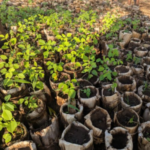tree seedlings in banana pots