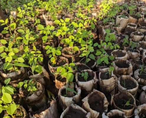 tree seedlings in banana pots