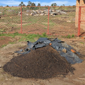 large pile of goat droppings