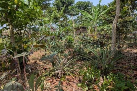 lush green garden with banana plants and pineapple