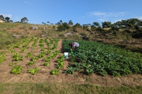 vegetable garden with many rows of green plants