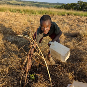 boy tending to tree seedlings protected by a stick teepee