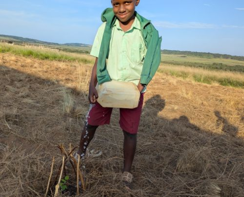 boy watering a seedling with a jerry can