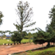 school campus with buildings and trees